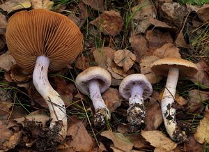 Pavučinec krásný - Cortinarius (Telamonia) venustus P. Karst.