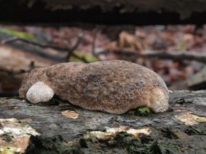 Outkovka hrbatá - Trametes gibbosa