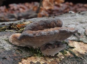 Outkovka hrbatá - Trametes gibbosa