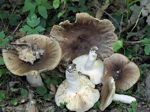 Holubinka sesterská - Russula sororia Fr.