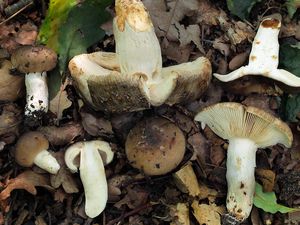 Holubinka sesterská - Russula sororia Fr. 1838