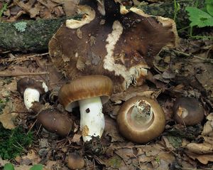 Holubinka sesterská - Russula sororia Fr. 1838