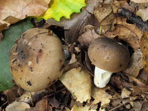 Holubinka sesterská - Russula sororia Fr. 1838