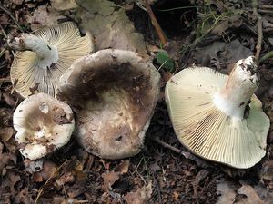 Holubinka hustolupenná - Russula densifolia Secr. ex Gillet 1876