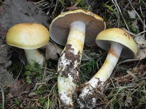 Pavučinec natřený - Cortinarius delibutus Fr.