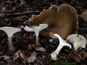 Strmělka kyjonohá - Clitocybe clavipes (Pers.) P.Kumm.