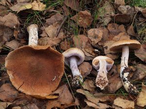 Pavučinec krásný - Cortinarius (Telamonia) venustus P. Karst.