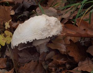 Pečárka šupinkatá - Agaricus squamuliferus (F. H. Møller) Pilát