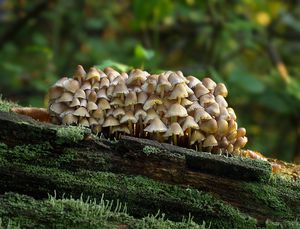 Helmovka leponohá - Mycena inclinata (Fr.) Quél. 1872