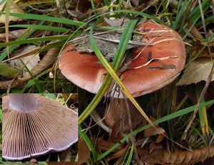 Pavučinec hnědoolivový - Cortinarius rufo-olivaceus (Pers.) Fr. 1838