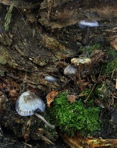 Závojenka modrá - Entoloma euchroum  (Pers.) Donk 1949