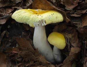 Holubinka sluneční - Russula solaris Ferd. & Winge 1924