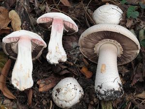 Pečárka Benešova - Agaricus benesii  (Pilát) Pilát 1951