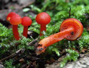 Voskovka krvavá - Hygrocybe miniata (Fr.) P. Kumm. 1871