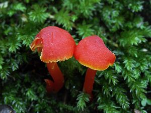 Voskovka krvavá - Hygrocybe miniata (Fr.) P. Kumm. 1871