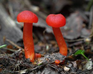 Voskovka krvavá - Hygrocybe miniata (Fr.) P. Kumm. 1871