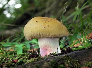 Holubinka fialovonohá - Russula violeipes