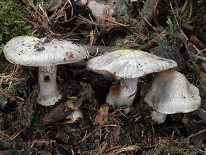 Pavučinec bělošedý - Cortinarius caesiocanescens M.M. Moser 1952