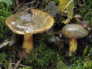 Pavučinec zelený - Cortinarius atrovirens Kalchbr. 1874