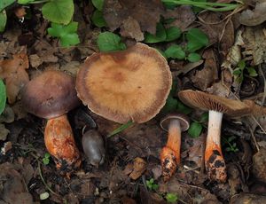 Pavučinec Bulliardův - Cortinarius bulliardii ( Pers. )