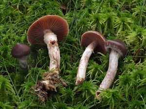 Pavučinec blankytný - Cortinarius evernius (Fr.) Fr.