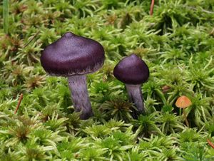 Pavučinec blankytný - Cortinarius evernius (Fr.) Fr.