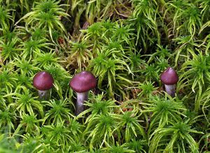 Pavučinec blankytný - Cortinarius evernius (Fr.) Fr.