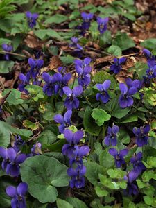 Violka vonná  (Viola odorata)