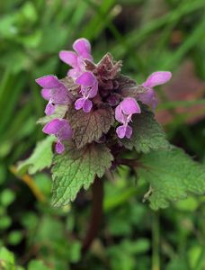 Hluchavka nachová  (Lamium purpureum)