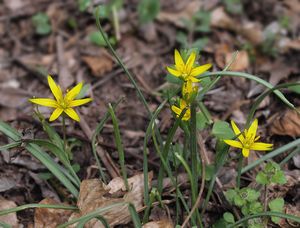 Křivatec žlutý (Gagea lutea)