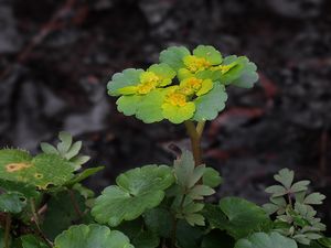 Mokrýš střídavolistý (Chrysosplenium alternifolium L.)