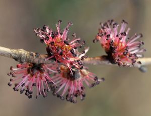 Jilm habrolistý (Ulmus minor)