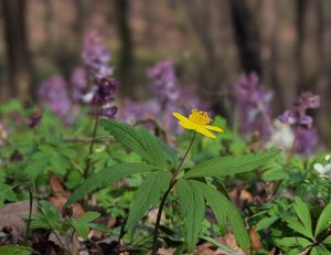 Sasanka pryskyřníkovitá (Anemone ranunculoides)