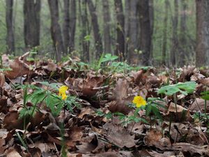 Sasanka pryskyřníkovitá (Anemone ranunculoides)