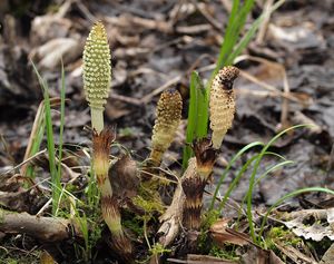 Přeslička největší (Equisetum telmateia Ehrh.)