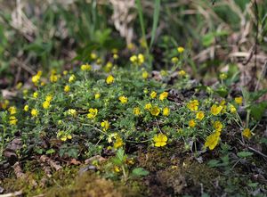 Mochna sedmilistá (Potentilla heptaphylla Jusl.)