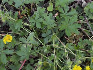 Mochna sedmilistá (Potentilla heptaphylla Jusl.)