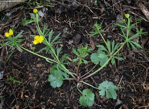 Pryskyřník zlatožlutý (Ranunculus auricomus agg.)