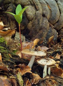 Slzečník štítovkovitý - Bolbitius reticulatus var. pluteoides (M.M. Moser) Arnolds 2003