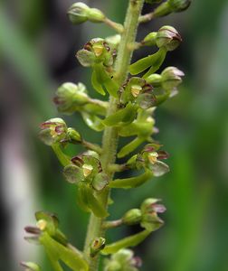 Bradáček vejčitý (Listera ovata)