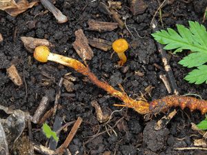 Housenice štíhlá - Cordyceps gracilis (L.) Link.