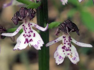 Vstavač nachový (Orchis purpurea Huds.)