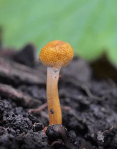 Housenice štíhlá - Cordyceps gracilis (L.) Link.