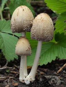 Hnojník domácí - Coprinellus domesticus (Bolton) Vilgalys, Hopple & Jacq. Johnson 2001