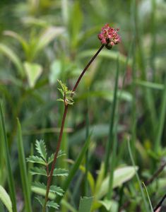 Krvavec menší (Sanguisorba minor Scop.)