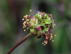 Krvavec menší (Sanguisorba minor Scop.)