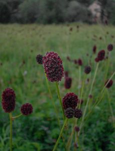 Krvavec toten (Sanguisorba officinalis L.)