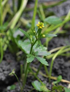 Pryskyřník lítý (Ranunculus sceleratus L.)