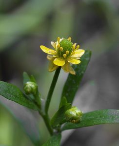 Pryskyřník lítý (Ranunculus sceleratus L.)