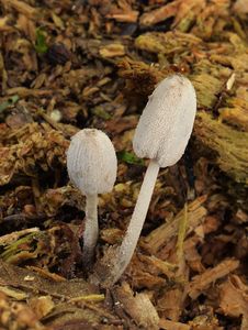 Hnojník Laanův - Coprinopsis laanii (Kits van Wav.) Redhead, Vilgalys & Moncalvo 2001